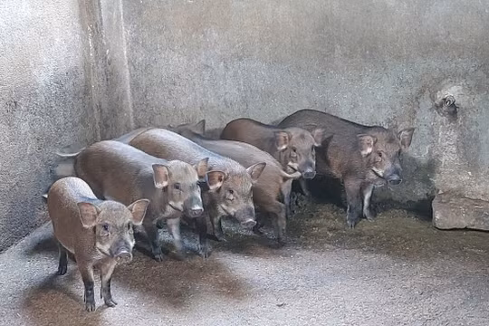 Nông dân Gia Lai nuôi giống heo lạ không ăn cám, thu hàng trăm triệu đồng mỗi năm