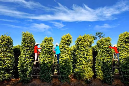 Giá tiêu hôm nay 9/12/2025: Tiếp tục lấy lại đà phục hồi nhẹ