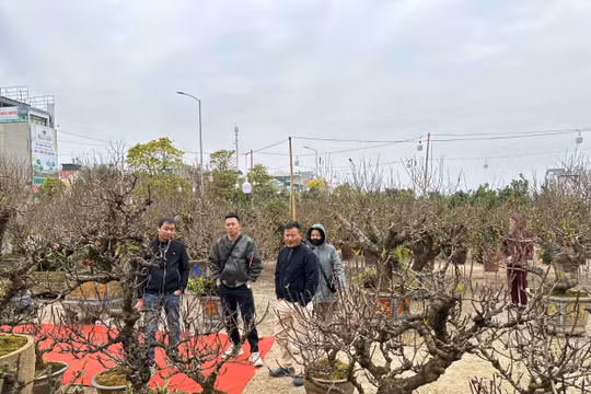 TP Hải Dương: Người dân 'đổ xô' đi sắm cây cảnh trước thềm Tết Nguyên đán 2025