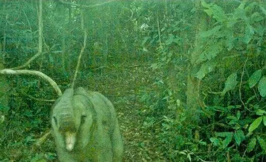 Phát hiện voi con trong khu bảo tồn ở Đà Nẵng