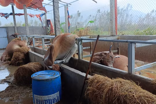 Gia Lai: Lũ quét qua trại bò, anh nông dân mất trắng hơn 300 triệu đồng