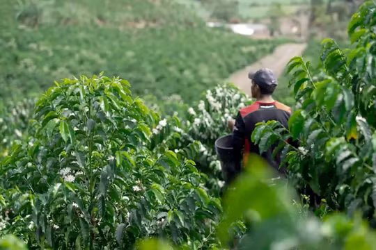 Giá nông sản hôm nay 2/11: Giá cà phê và tiêu tăng giảm trái chiều