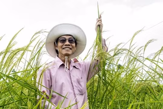 ST25, giải mã sự thành công của “người mẫu” làng lúa gạo Việt