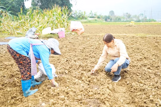 Lào Cai: Mường Khương hỗ trợ 295 hộ dân trồng 18 ha khoai tây, rau vụ đông