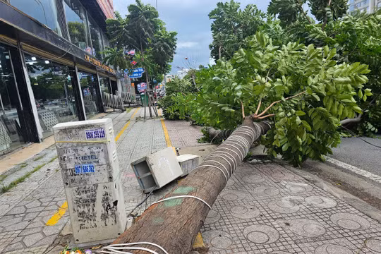 Cây xanh lâu năm bật gốc ở TP HCM