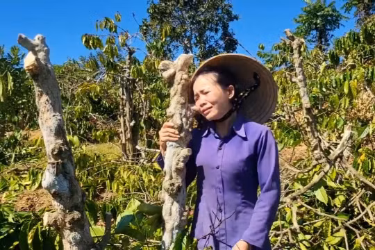 Lời cầu cứu xé lòng của người phụ nữ bị kẻ gian chặt phá hàng trăm cây cà phê, hồ tiêu