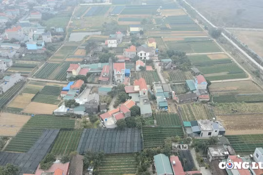 Làng trồng hoa lớn nhất Ninh Bình hối hả vào Tết