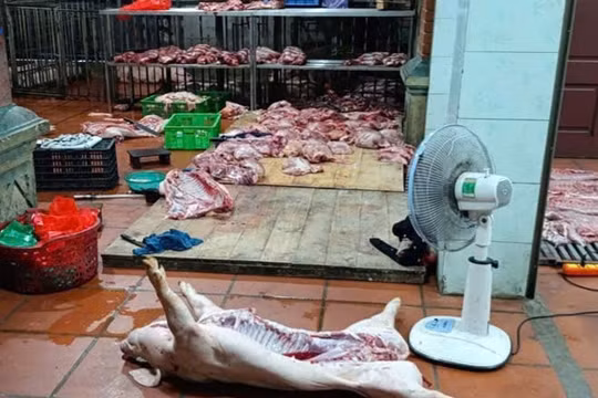 Phát hiện cơ sở mua lợn nhiễm dịch tả lợn châu Phi đem về mổ, chuẩn bị bán ra thị trường ở Hưng Yên