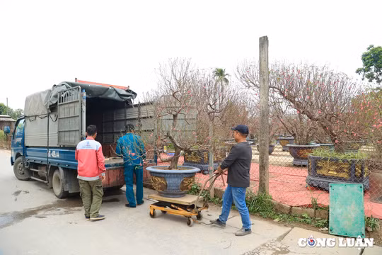 Người dân 'rục rịch' sắm đào Nhật Tân trước thềm Tết Nguyên đán 2025