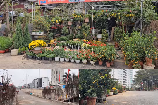 Ngày cận tết, chợ cây cảnh vẫn vắng bóng người mua