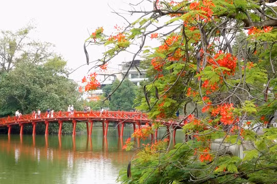 Hoa phượng đầu mùa: Vẻ đẹp không thể thiếu trong 12 mùa hoa Hà Nội