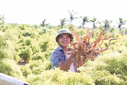 Sàng lọc tác dụng sinh học và xác định thành phần hóa học cây Đinh lăng: Bước tiến mới trong phát triển dược liệu Việt Nam