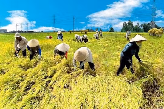 Chính thức kéo dài miễn thuế sử dụng đất nông nghiệp đến hết năm 2030