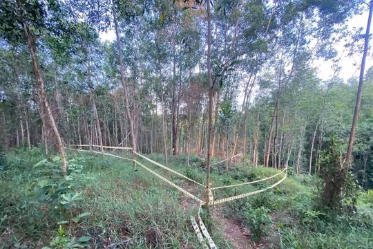 120 cây thông trong rừng phòng hộ ở Huế bị phá hoại