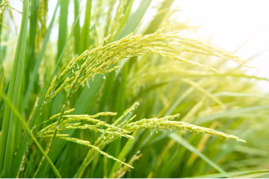 Phát triển giống lúa mang thương hiệu Thủ đô