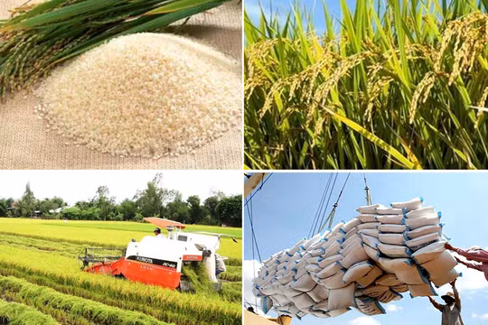 Thủ tướng yêu cầu tranh thủ các cơ hội, 'thần tốc' hơn nữa việc xuất khẩu gạo