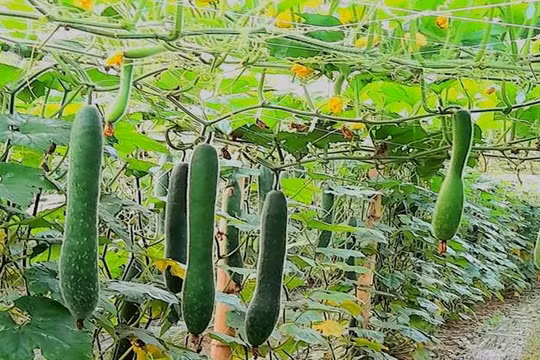 Chú trọng phát triển sinh kế, Điện Biên tạo bước chuyển trong giảm nghèo