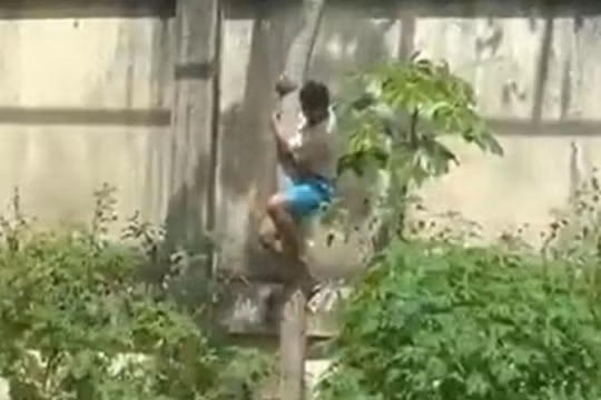 Thanh niên Brazil thiệt mạng khi trèo vào chuồng sư tử