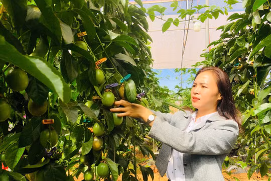 Gia Lai: Ứng dụng công nghệ cao trồng chanh dây trong nhà kính để xuất khẩu sang châu Âu