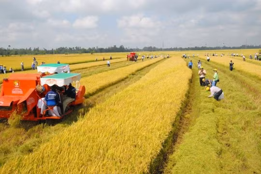 Các đối tượng được miễn thuế sử dụng đất nông nghiệp đến hết ngày 31/12/2030