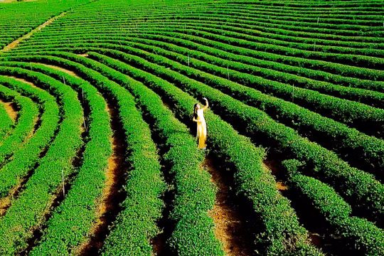 Lâm Đồng - Việt Nam sẽ trở thành trung tâm trà của thế giới
