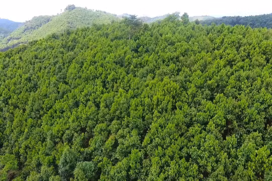 Phú Thọ: Phát triển rừng bền vững