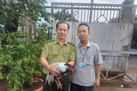 Gà lôi trắng đi lạc vào nhà dân được giao về trạm cứu hộ