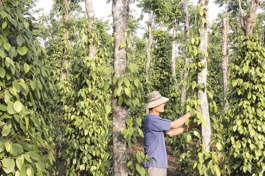 Giá nông sản hôm nay ngày 5/7/2025: Giá tiêu tiếp tục giảm
