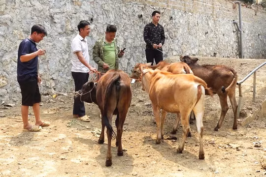 “Ngân hàng bò” – Tạo sinh kế bền vững cho người nghèo