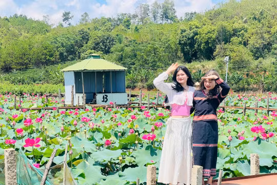 Mê mẩn với thung lũng sen hồng tuyệt đẹp bên hồ núi lửa Ia Băng