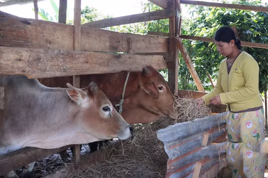 Tạo sinh kế cho người dân để thoát nghèo bền vững tại Quảng Ngãi