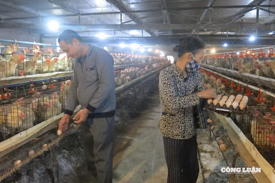 Hải Phòng: Quy định mới về mức hỗ trợ dịch bệnh động vật