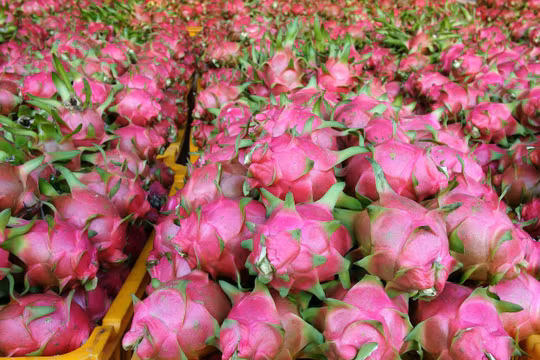 Các địa phương lúng túng khi được phân cấp, phân quyền trong lĩnh vực trồng trọt và bảo vệ thực vật