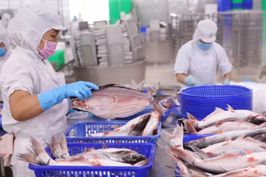 Vĩnh Hoàn (VHC): Cổ phiếu giảm sâu, con gái Chủ tịch rót hơn 300 tỷ gom 5,7 triệu cổ phiếu giữa lúc lợi nhuận vượt kế hoạch và tiền mặt dồi dào