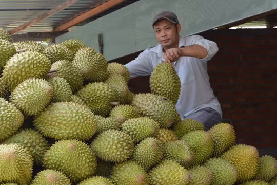 Ngăn chặn tình trạng thao túng thị trường, gây bất ổn sản xuất, xuất khẩu sầu riêng