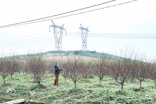 Người dân làng đào Hà Tĩnh tuốt lá, canh hoa bung nở đúng dịp Tết Nguyên đán