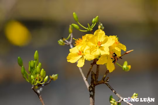 Thương lắm bóng hoàng mai