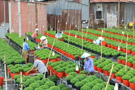 Festival hoa - kiểng Sa Đéc dự kiến đón nửa triệu lượt khách