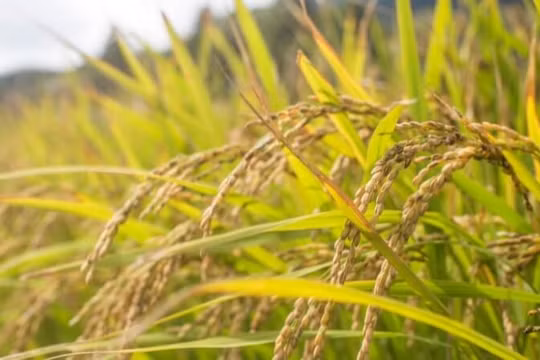 Giá lúa gạo hôm nay 28/10: Xuất khẩu tăng giảm trái chiều, gạo Việt Nam hướng mốc kỷ lục