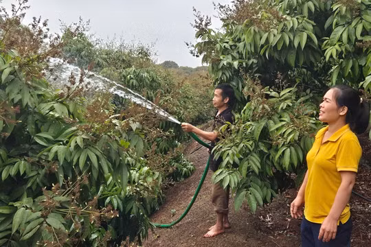 Bắc Giang: Thêm 3 mã vùng trồng vải thiều được chấp thuận xuất khẩu sang Hoa Kỳ