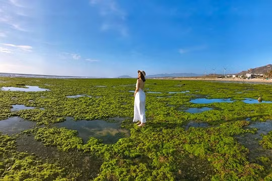 Vẻ đẹp mê hoặc của cánh đồng rong biển xanh mướt ở Ninh Thuận hút khách du lịch