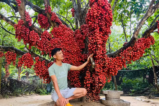 Cận cảnh vườn dâu đỏ “lạ” ở Gia Lai hút khách tham quan, check-in