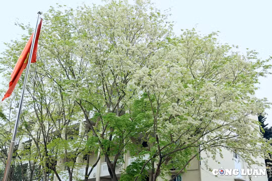 Hoa sưa bung nở khoe sắc trắng tinh khôi dưới trời Hà Nội