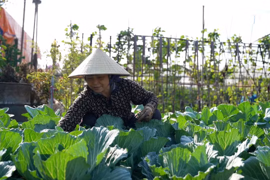 Làm lại từ đầu sau mưa lũ: Nông dân Việt Hưng hy vọng vào vụ rau Tết