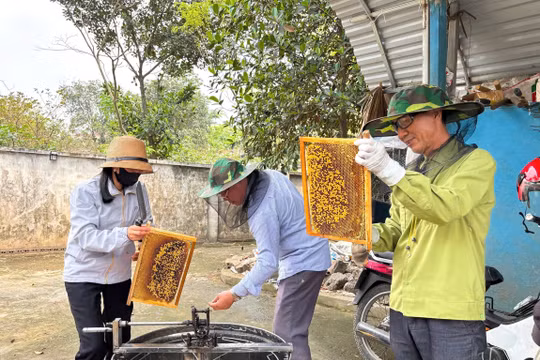 Hà Nội: Người dân huyện Ba Vì kiếm hàng trăm triệu đồng nhờ nuôi ong lấy mật