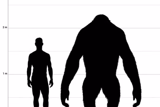 Lý do 'King Kong' ngoài đời thực biến mất khỏi Trái đất
