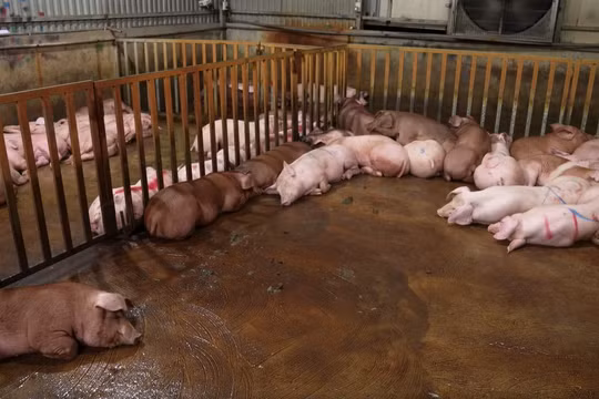 Phát hiện đường dây tuồn hàng tấn thịt lợn nhiễm dịch tả lợn Châu Phi ra chợ và quán ăn Hà Nội