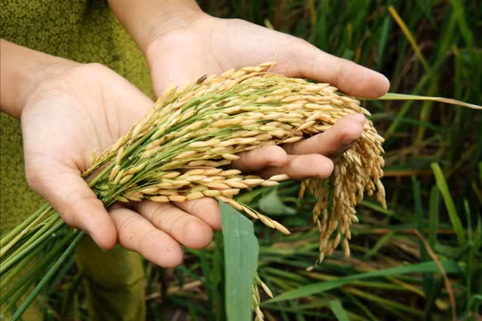 Việt Nam thúc đẩy đổi mới nông nghiệp để bảo đảm an ninh lương thực APEC