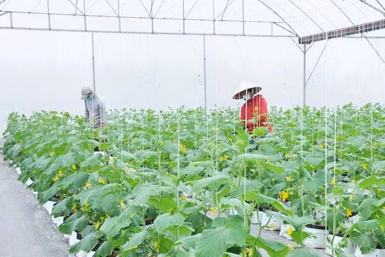 Hưng Yên: Đẩy mạnh ứng dụng khoa học kỹ thuật, nông dân tăng thu nhập hàng trăm triệu đồng