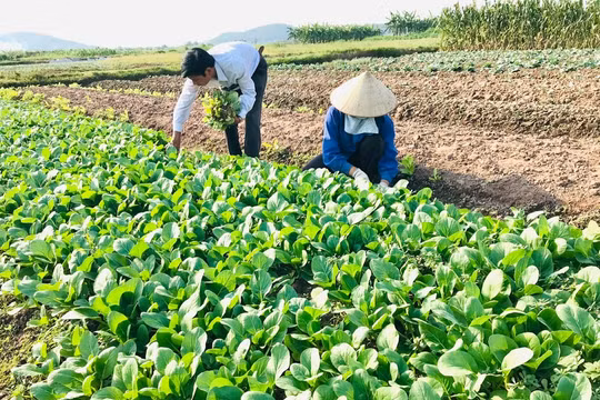 Bắc Ninh đẩy mạnh phát triển nông nghiệp theo chuỗi giá trị